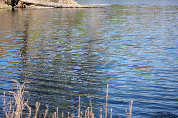 ripples and waves of a blue lake next to a forest on a sunny spring day 