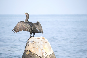 European shag or common shag (Phalacrocorax aristotelis) in Croatia 