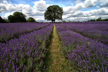 Fototapeta na wymiar Lavender fields with tree and clouds