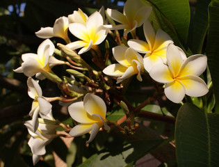 Fototapeta premium White frangipani flowers