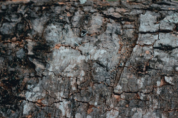 texture of wood