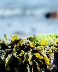Seaweed , closeup