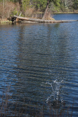 water splash from a thrown rock on a lake in front of a woody forest on a sunny spring afternoon
