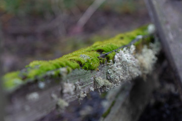 Green Moss on wood