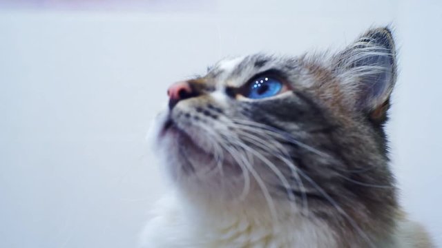 portrait surprised cat