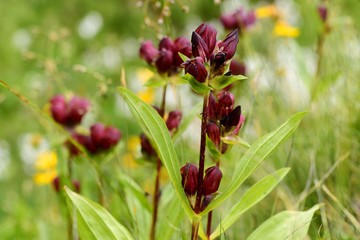 Purpur-Enzian, Gentiana purpurea
