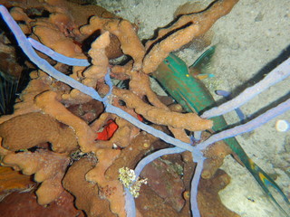 me escondo en el coral