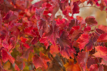 Vineyards in the autumn with red foliage. Transition of the vine to wintering. Wine-making. Technology of wine production. Wine production in Moldova.