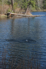 water splash from a thrown rock on a lake in front of a woody forest on a sunny spring afternoon