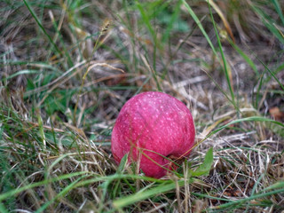fallen from a tree Apple lying on the grass
