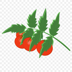 tomato Bush with fruits