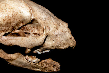 Close Up Abstract Animal Deer Skull on Black Background