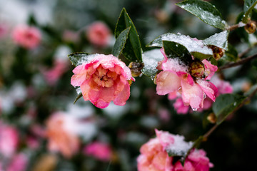 frozen flowers at winter