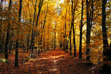 autumn forest with trees and yellow leaves underfoot