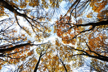 tops of autumn trees with yellow leaves against the sky. bottom view