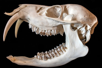 Close Up Abstract Animal Deer Skull on Black Background