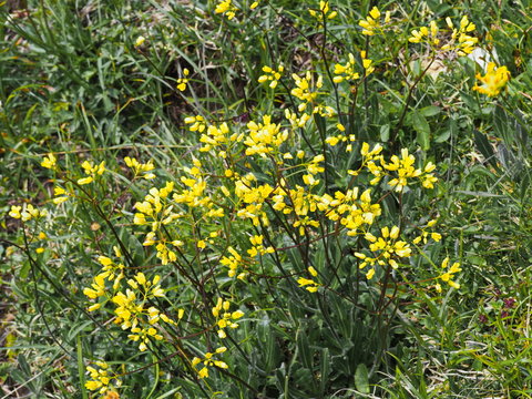 Brillenschötchen, eine gelb blühende Alpenblume