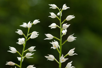 Fototapeta premium Weisses Waldvöglein, Orchidee