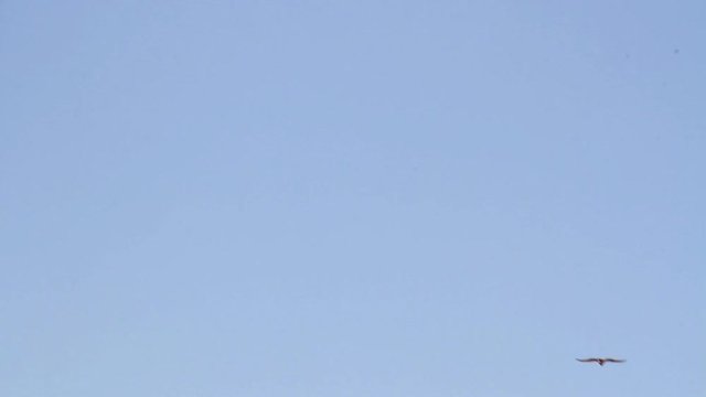 Bonelli's eagle flying in the sky