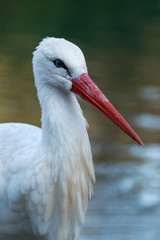 White stork - Ciconia ciconia