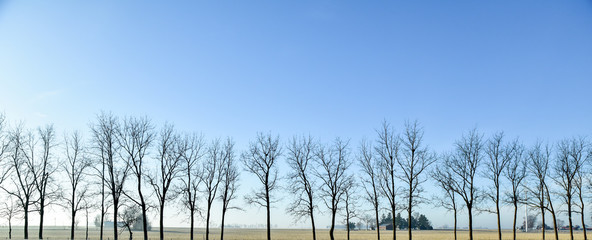 bare trees in a row in winter on farmland