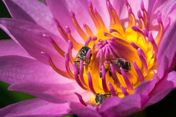 Close-up view the bees on the pollen of water Lilly