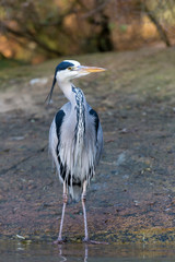 grey heron - Ardea cinerea
