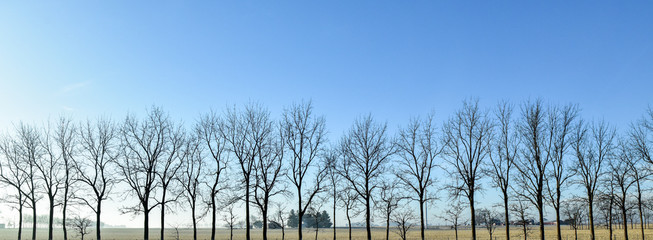 bare trees in a row in winter on farmland
