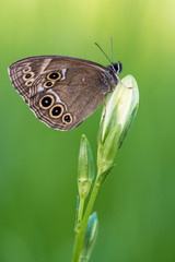 the woodland brown - Lopinga achine