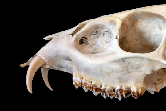 Close Up Abstract Animal Deer Skull on Black Background