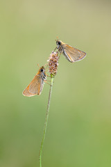 Skipper - Thymelicus sylvestris