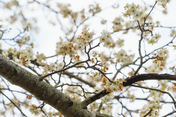 Beautiful Cherry Blossom sakura flowers in nature