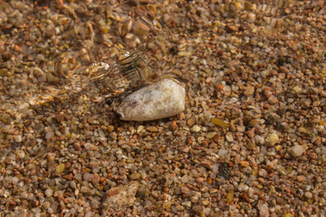 sea shell on the beach