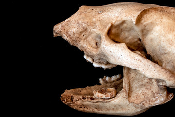 Close Up Abstract Animal Deer Skull on Black Background