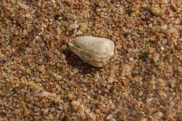 shell on the beach