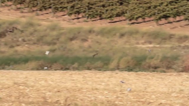 Bonelli's eagle flying in the sky