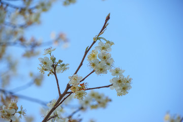 Beautiful Cherry Blossom sakura flowers in nature