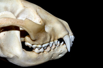 Close Up Abstract Animal Deer Skull on Black Background