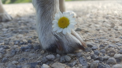 Hundepfote mit Blume