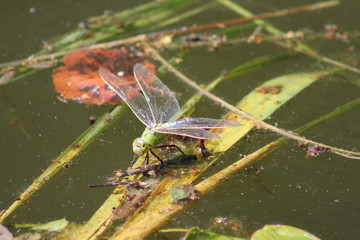 Libelle