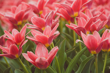 Fototapeta premium Dutch flower fields