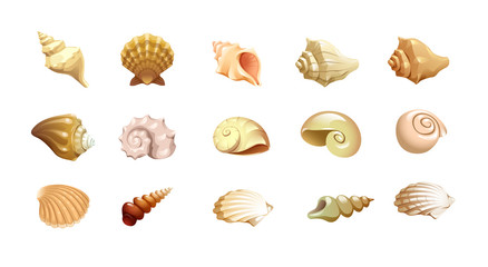 vector set of cute the shells of marine mollusks