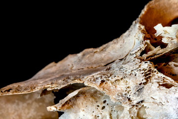 Close Up Abstract Animal Deer Skull on Black Background