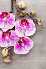 Spa orchid theme objects on grey background.
