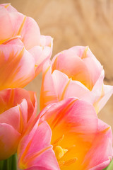 Fototapeta na wymiar Tulips.