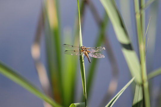 Libelle