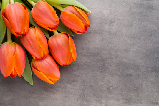 Fototapeta Tulips, orange on the grey  background.