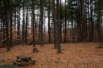 Dark, mysterious pine forest. Densely wooded landscape. Lush pine trees on a rainy day