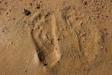 footprints in the sand