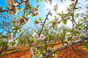 Almond trees bloom in Mediterranean